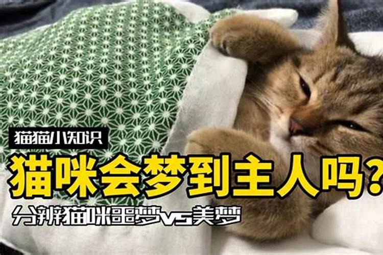 周公解梦梦见猫攻击人的寓意是什么