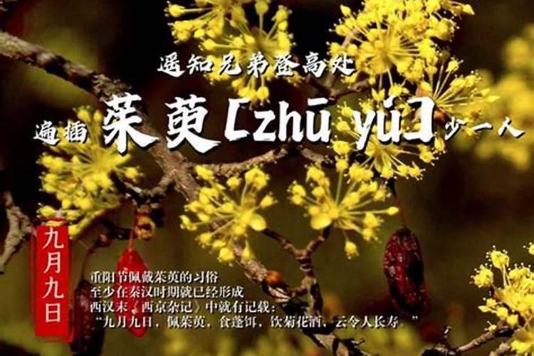 插茱萸是哪里的风俗