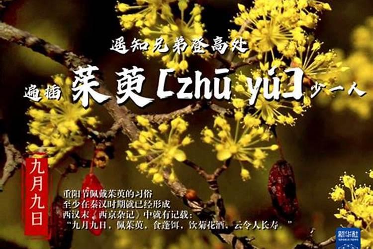 插茱萸是什么节日的风俗