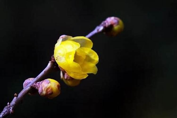 清明节假期2025清明节放假几天高速免费吗