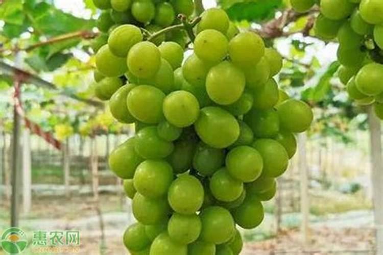 中秋节流行吃葡萄,原因是什么呢？是不是因为葡萄是圆的呢？
