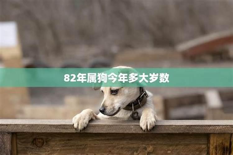 82年属相狗19年运势,1982属狗财运2019年