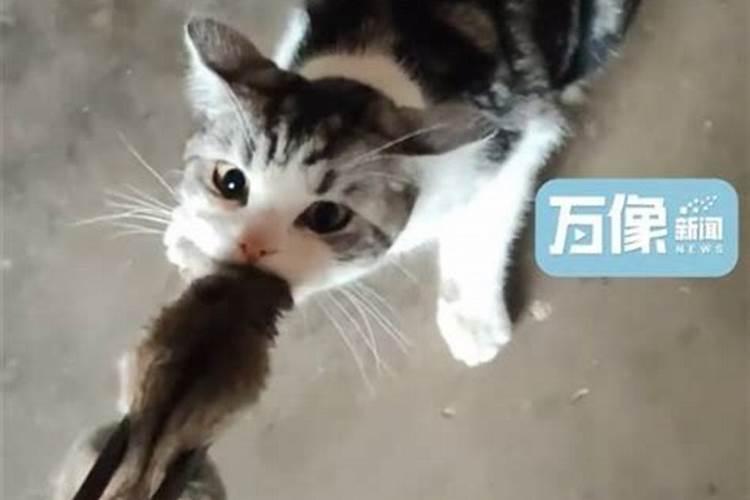 梦见自己的仓鼠被猫咬死了