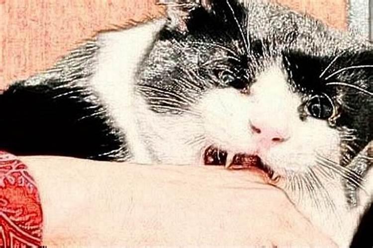 梦见一只青蛙把另一只咬死的预兆