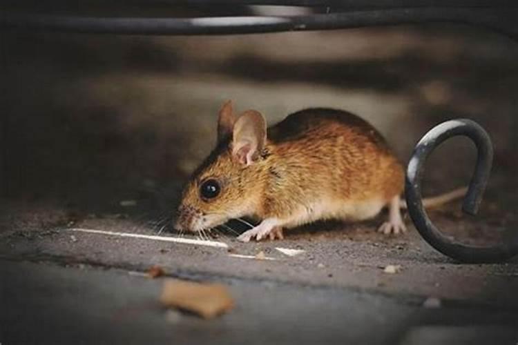 梦到死老鼠是什么意思