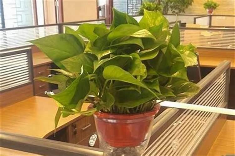盘点十二星座的守护花和旺财植物