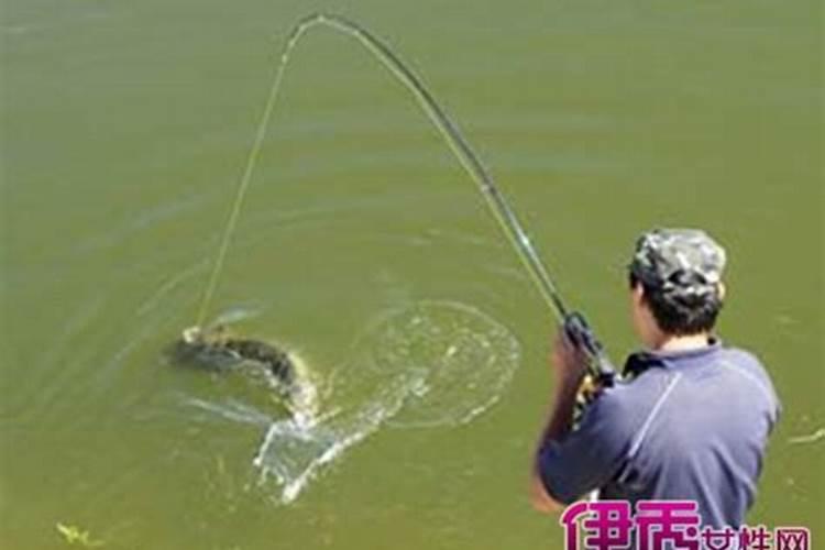 舞草为什么会跳舞