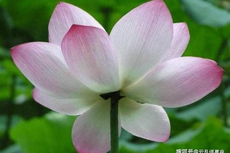 梦见在水边捡了好多鸭蛋的预兆