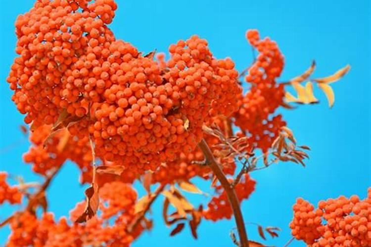 梦见红果子是什么意思？