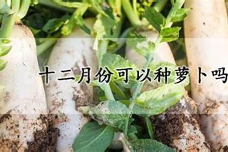 十二月种什么菜