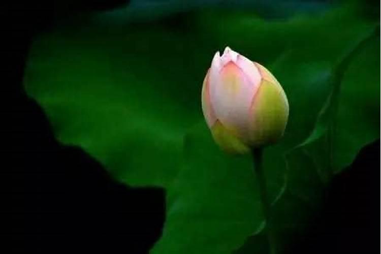 7月15是什么节日有什么说法