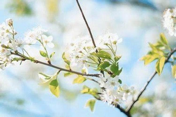 出生在清明节的孩子好不好？