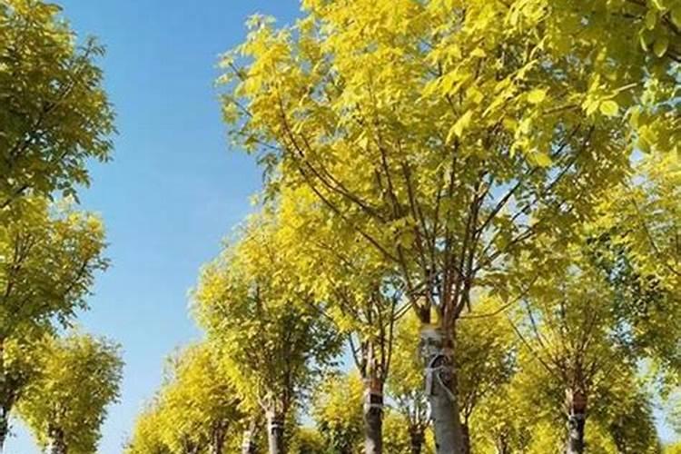 山头火命和白蜡金命有姻缘吗 风水水化解五行相克