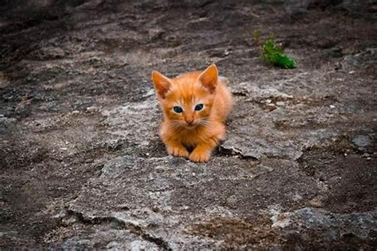 梦见猫很喜欢我