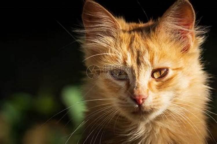 梦见红色的猫是什么意思