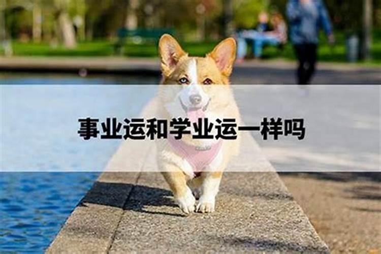 属兔本命年结婚好吗