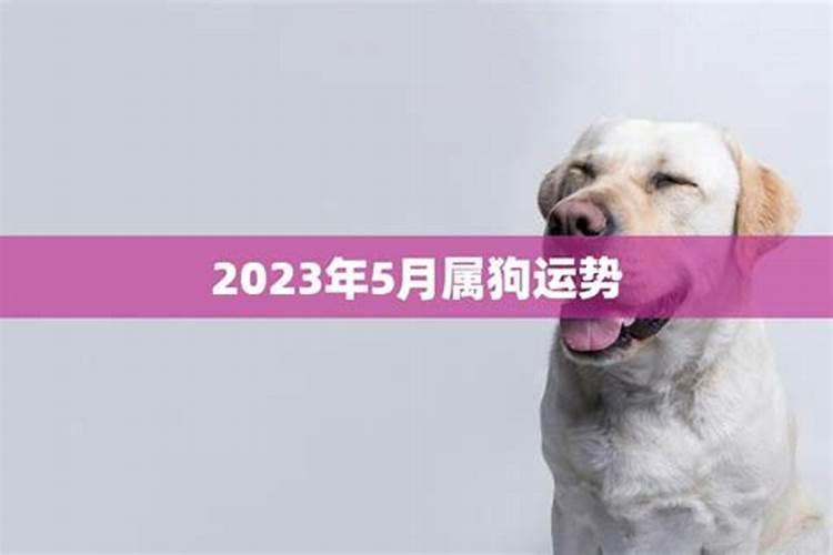 农历5月出生的属狗人运程