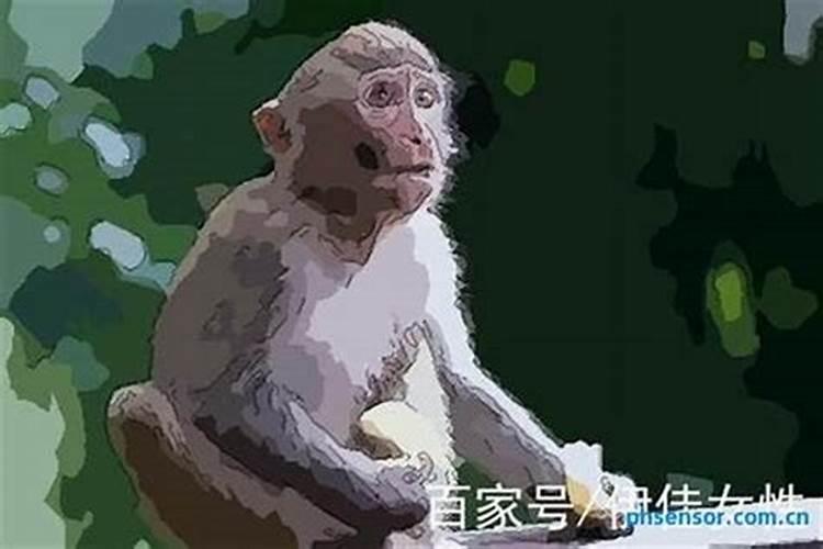 属猴倒霉的时候如何转运