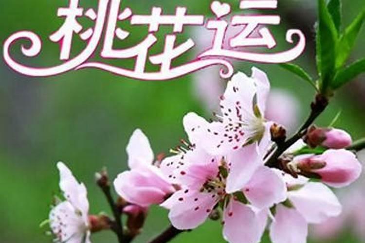 女狗1994年十二月生,1994年12月20日农历出生的属狗女适合和什