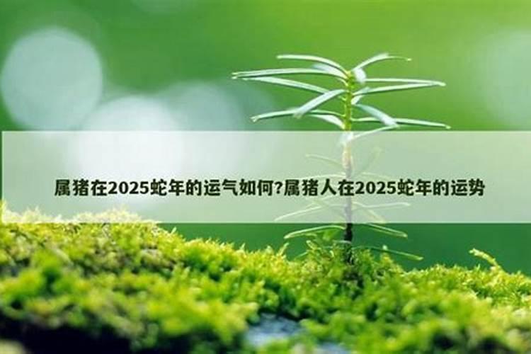 07年猪在2025蛇年升学的运气