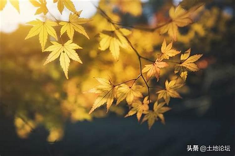 1987年属兔2025年的运势及运程如何