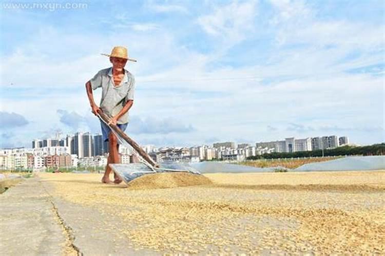 梦见跟很多人一起割谷子