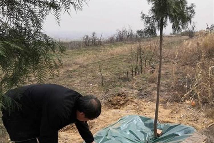 清明坟前栽什么树清明坟前栽几个树