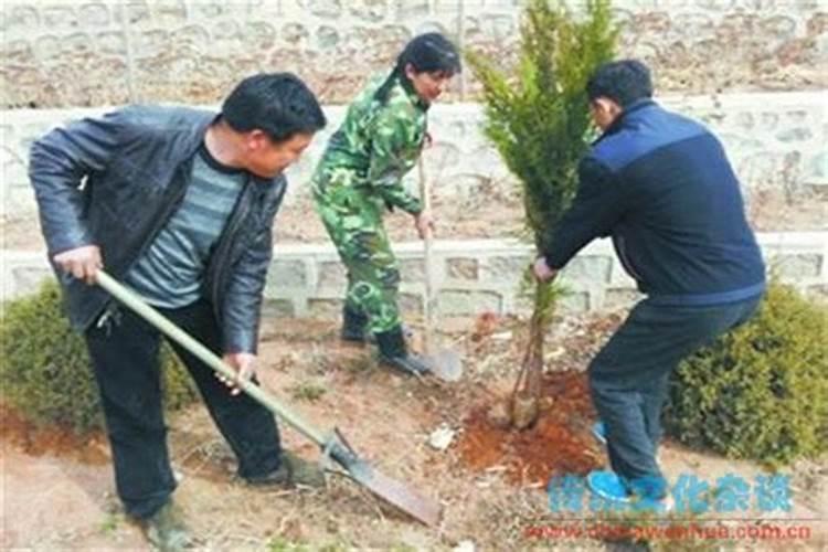 清明节上坟可以种树吗根据迷信,坟上面可以种树吗