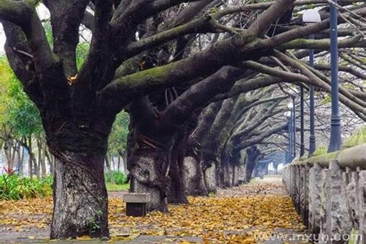 我想问问崇左春节天气怎么样？