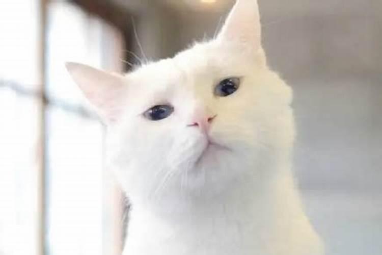 被陌生猫亲近什么预兆 哪种人招猫喜欢