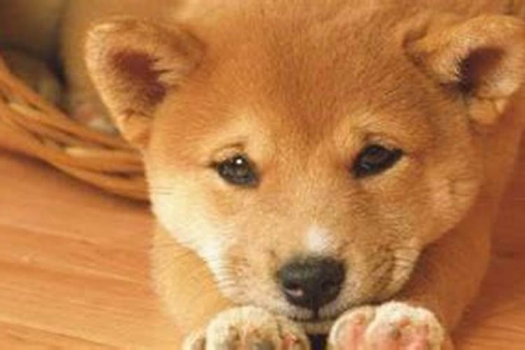 元宵节的习俗简短的？