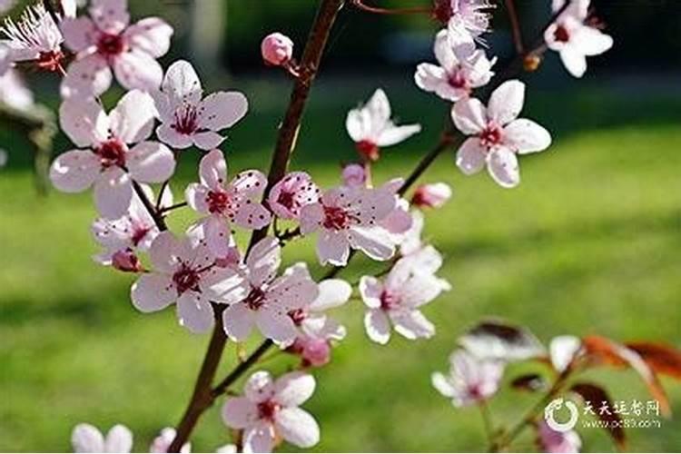 怎么样催旺桃花姻缘