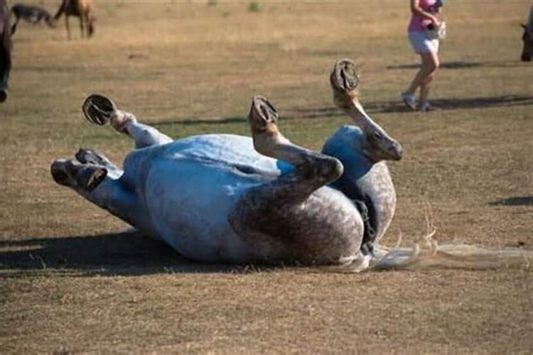 梦见马死又活的预兆
