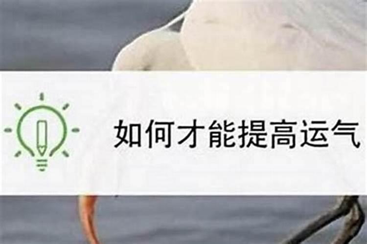 属兔冲太岁是什么意思？