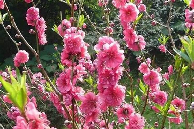 男士佩戴什么吉祥物旺桃花男士佩戴哪些吉祥物旺桃花