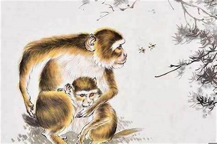 农历12月出生的属猴人命运怎样