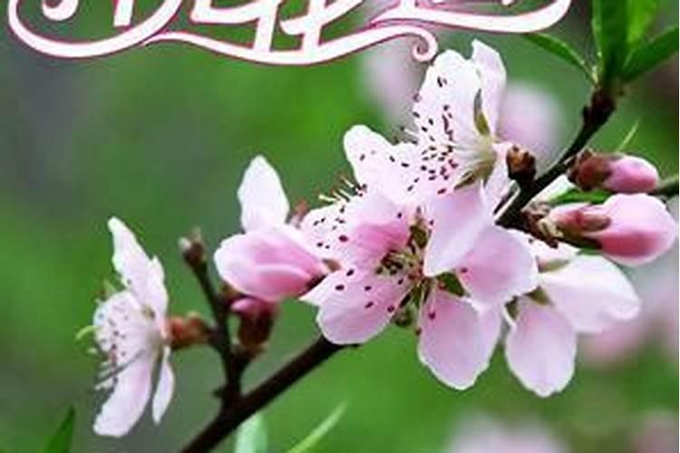 男人催桃花运的9种方法 桃花位上放花瓶可招桃花