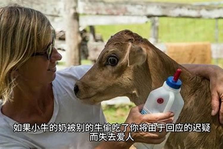 周公解梦梦见牛