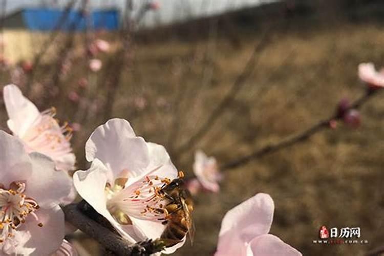 小年能贴窗花吗