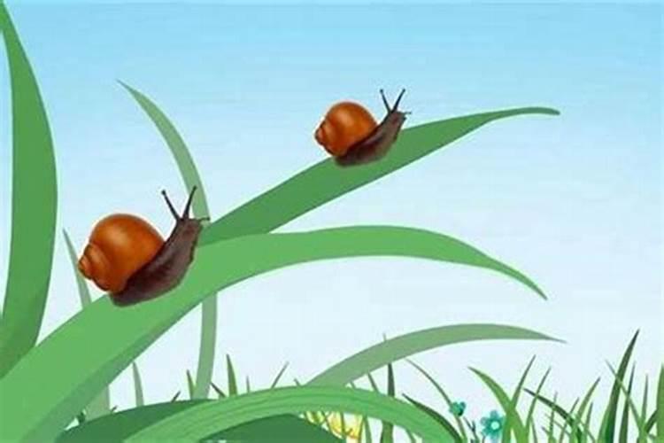 属虎2025年犯太岁怎么化解