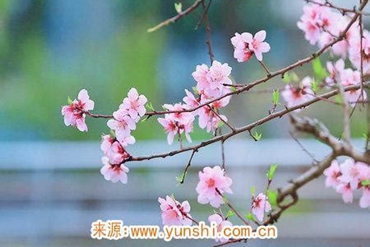 女属猪今天打牌的运气怎么样猪今天赢钱方位解析