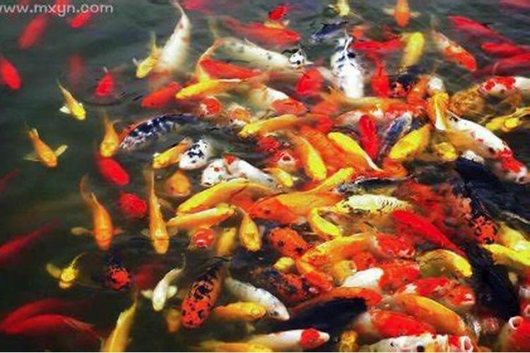 重阳节是几月几日有什么风俗