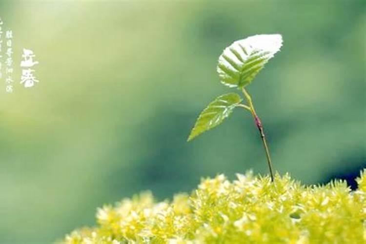 办公室放什么植物才能旺风水