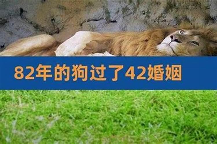 2025属狗每月运势运程 2025属狗人全年运势