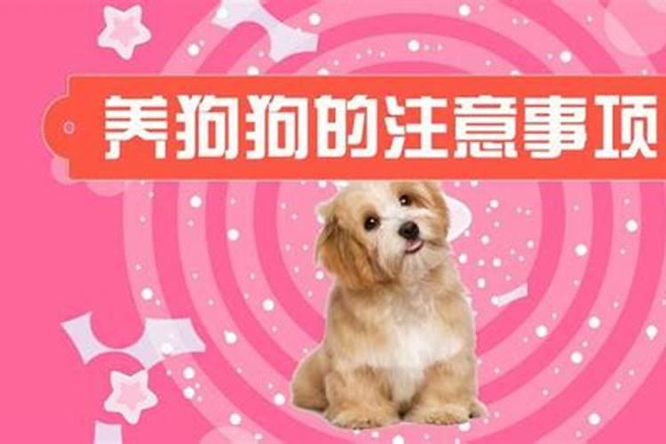 属相养什么花最旺你