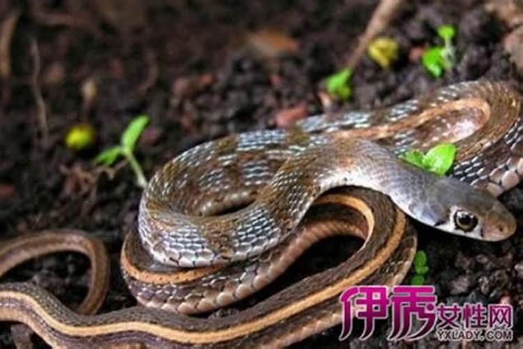 梦见老板把我辞退了什么预兆