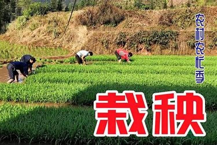1984年属鼠是什么命五行是什么 一生命运分析？
