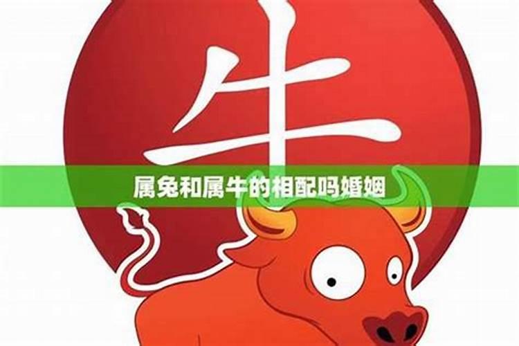 99兔女和97牛男八字合不合 属兔和属牛相配吗？