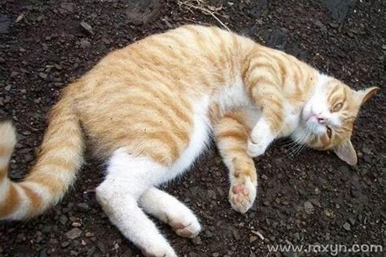 女人梦见猫咬自己是吉兆