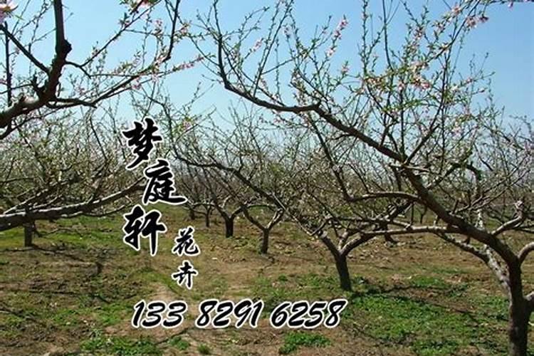 刑太岁属猴2025年怎么化解